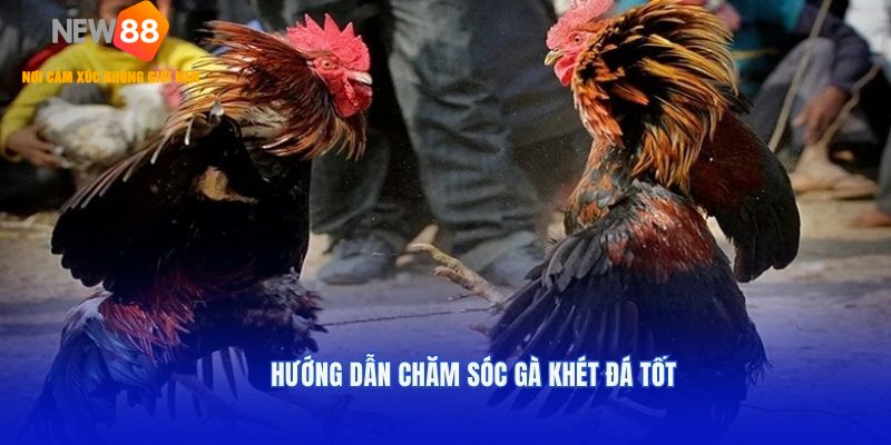 Hướng dẫn chăm sóc gà khét đá tốt