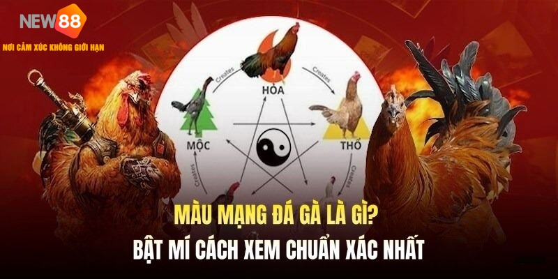 Màu Mạng Đá Gà - Hướng Dẫn Chọn Gà Chiến Dựa Trên Phong Thủy