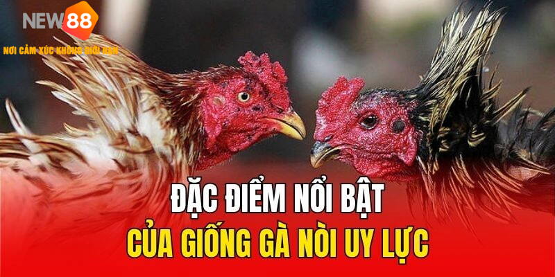 Một số đặc điểm giống gà nòi sở hữu