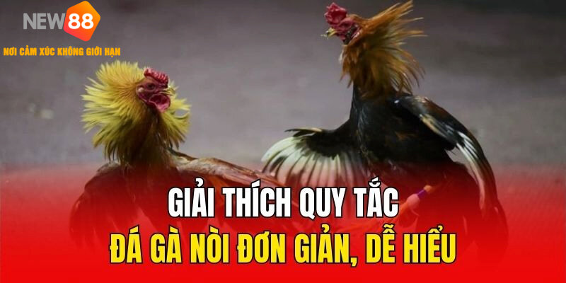 Quy tắc để diễn ra trận đá gà nòi hấp dẫn