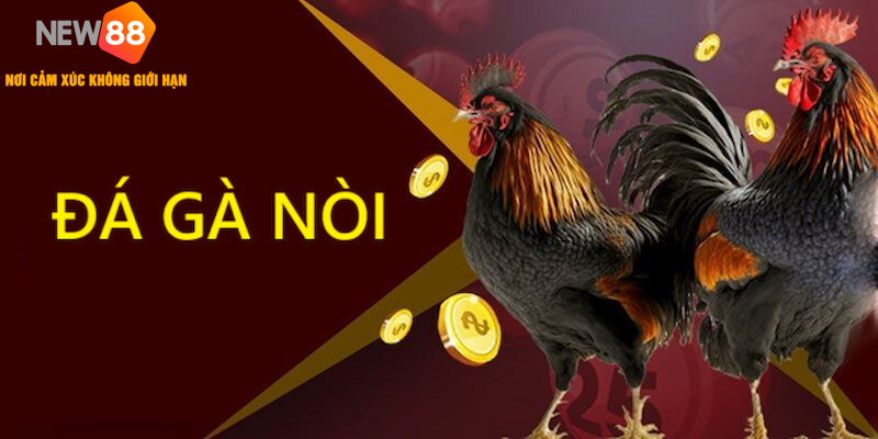 Đá Gà Nòi - Trận Chiến Dành Cho Những Chiến Kê Uy Lực